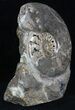 Polished Cretaceous Ammonite With Stone Base #35313-3